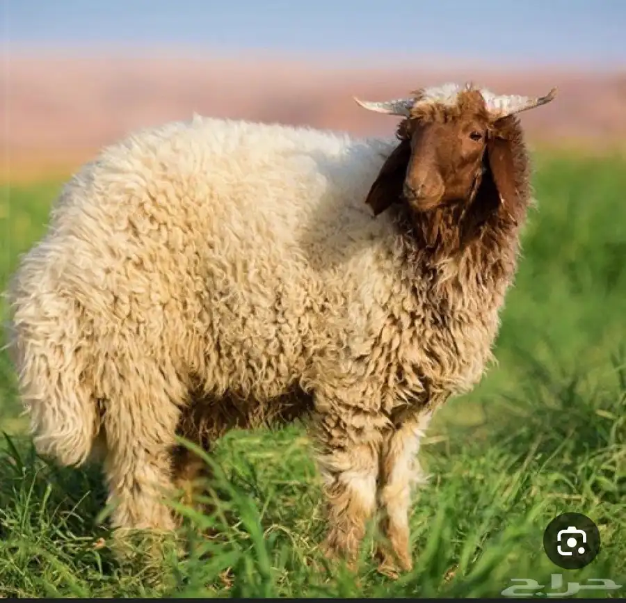 ذبائح للبيع 0