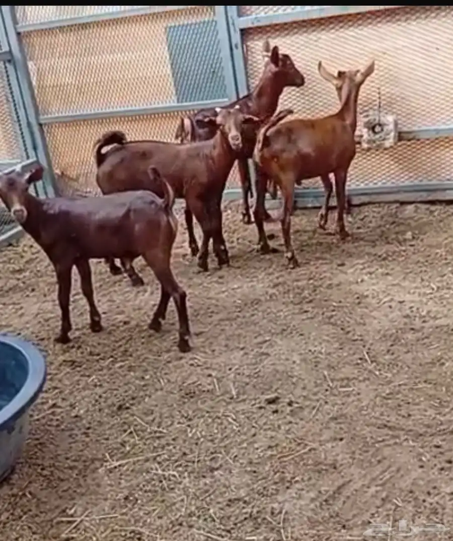 تيوس محايليه انتاجنا 3 اشهر وزياده 0