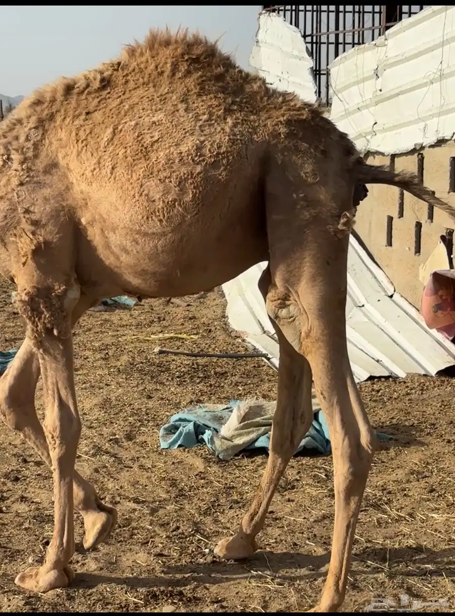 قعود قصب 3
