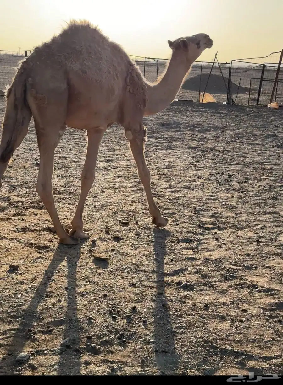 قعود قصب 0
