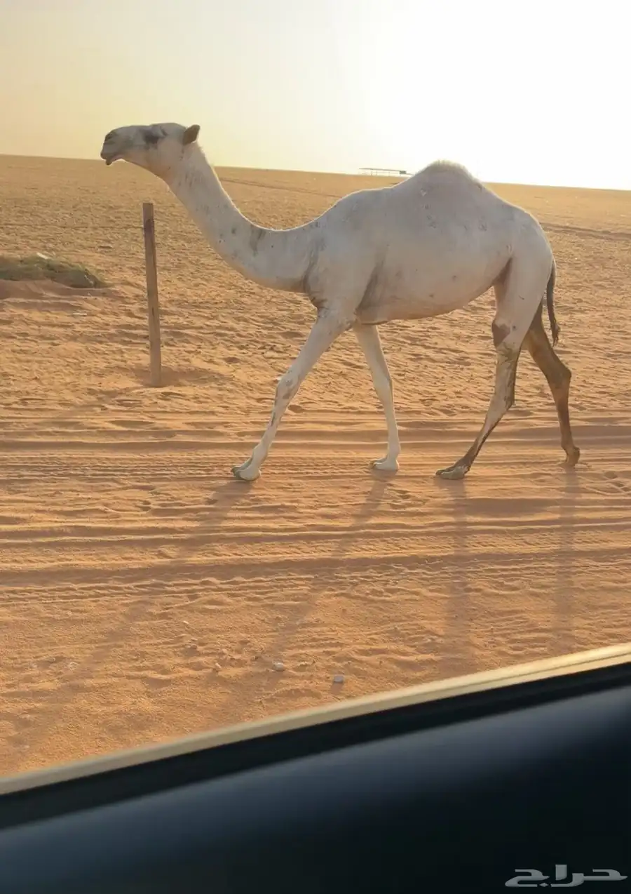 للبيع مفروده 1