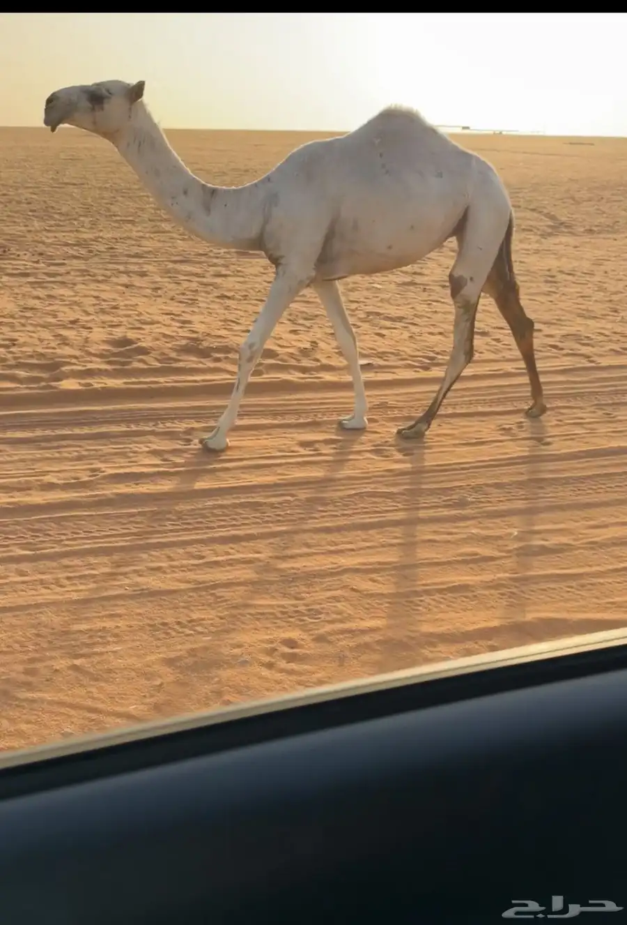 للبيع مفروده 0