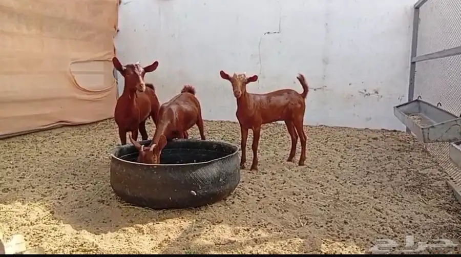 تيوس محايليه انتاجنا 3 اشهر وزياده 1