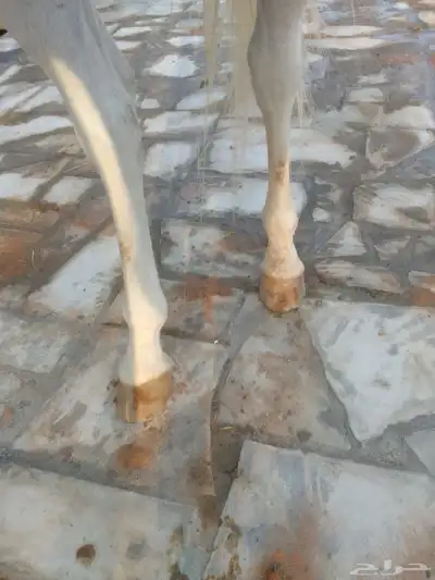 حصان شعبي للبيع طرب 12