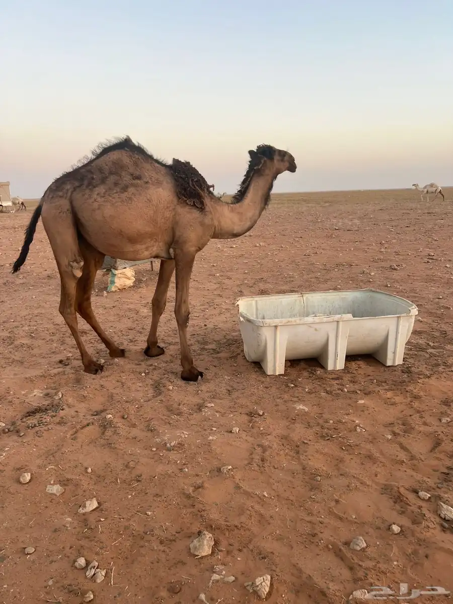 للبيع بكرة صفراء دبيانية توها دخلت حقه 1