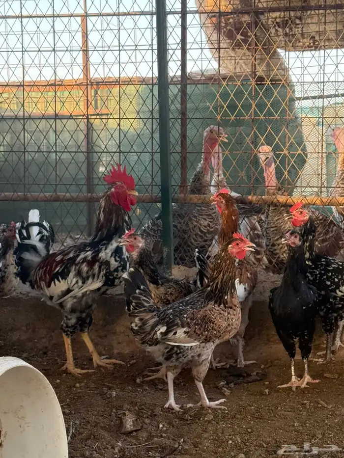 للبيع دجاج ماكونتش عربي ترثه 3
