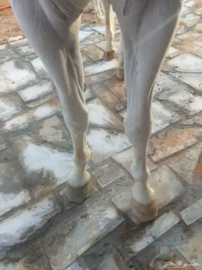 حصان شعبي للبيع طرب 5