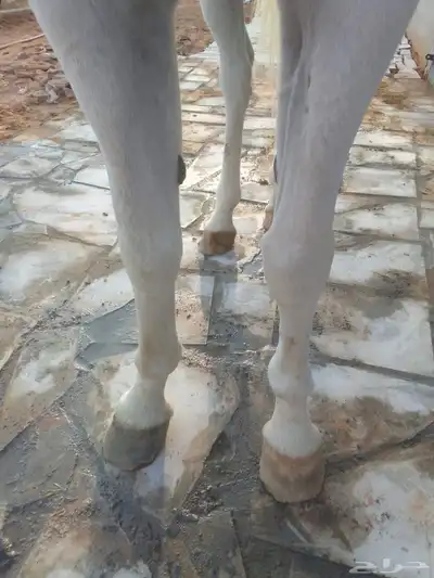 حصان شعبي للبيع طرب 8