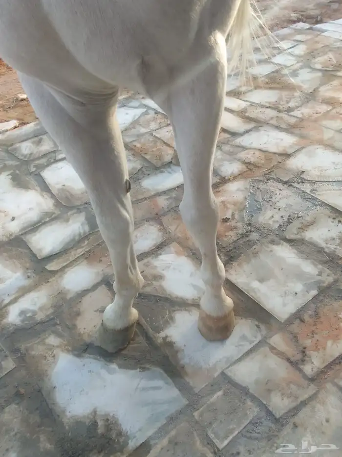 حصان شعبي للبيع طرب 3