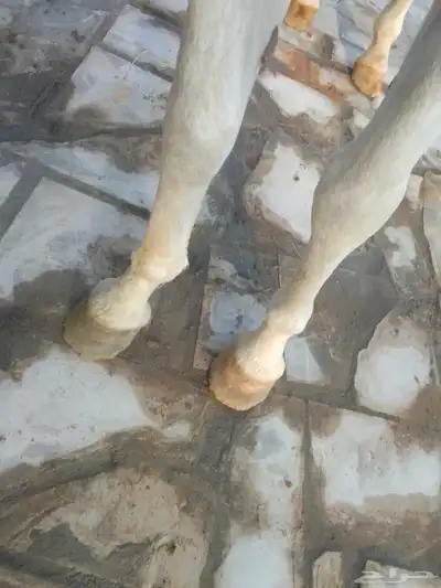 حصان شعبي للبيع طرب 10
