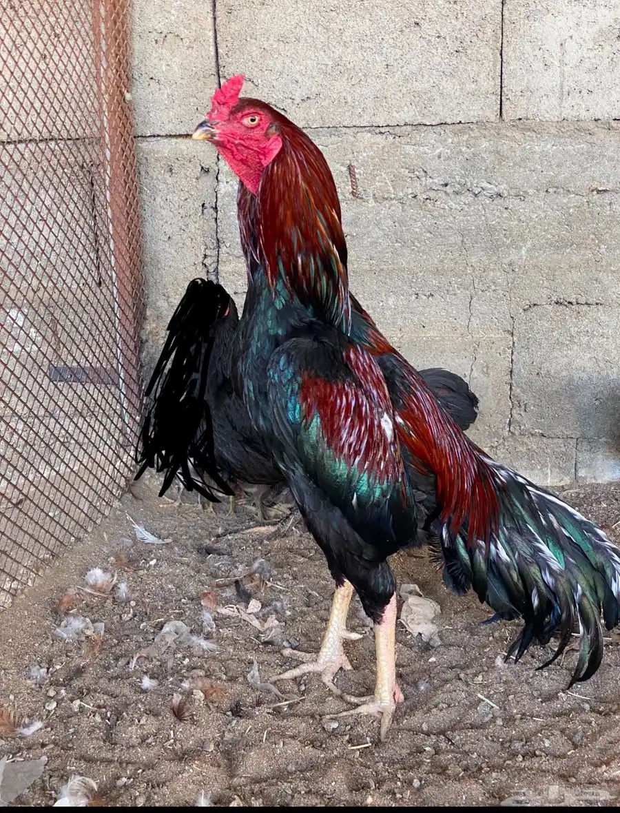 دجاج باكستاني سندي بيور 2
