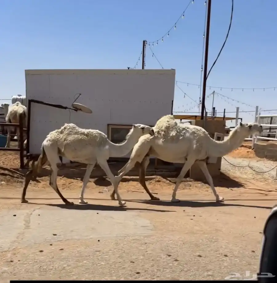 ناقة لقحه وبنتها 0