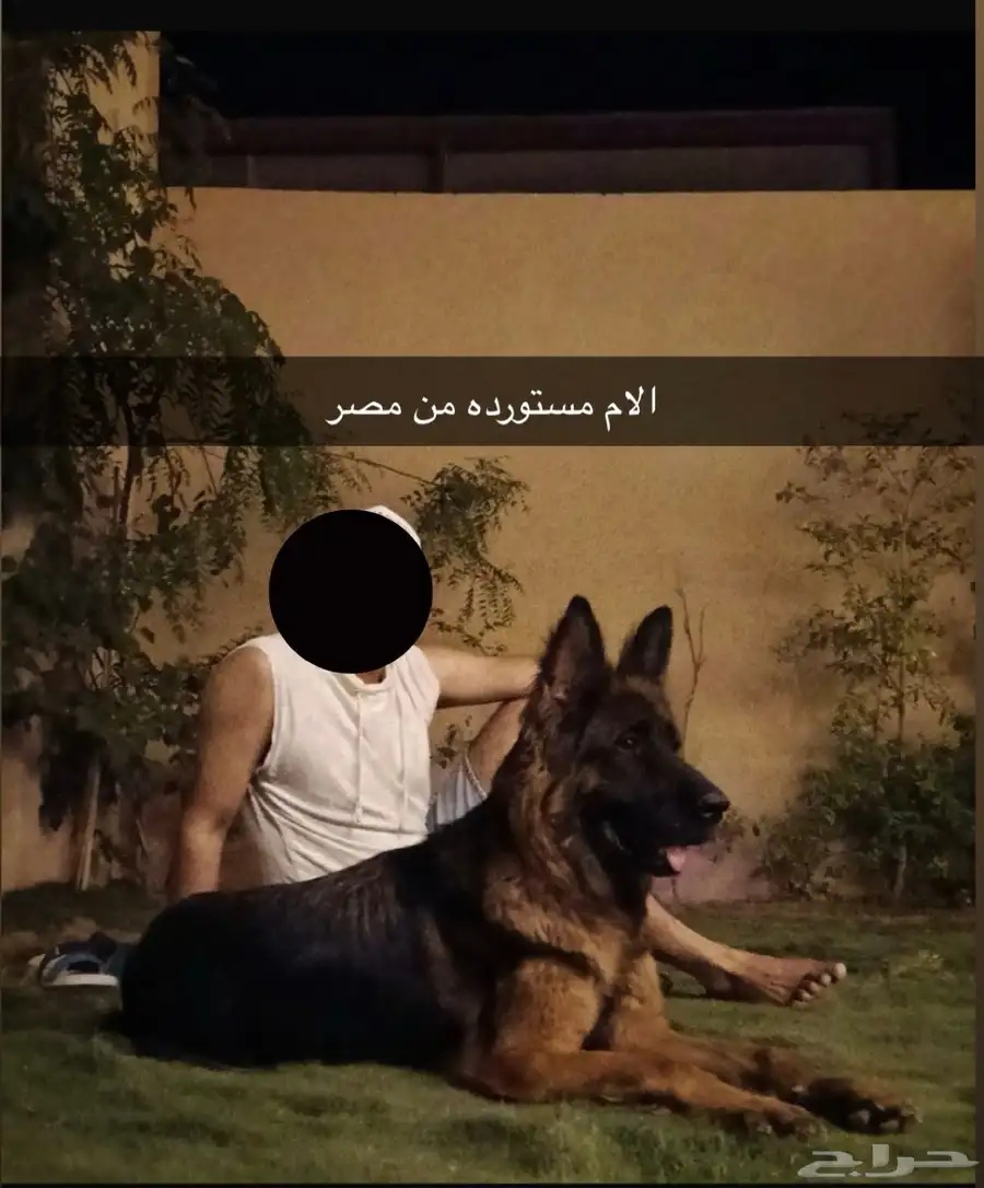 جيرمن شيبرد 6
