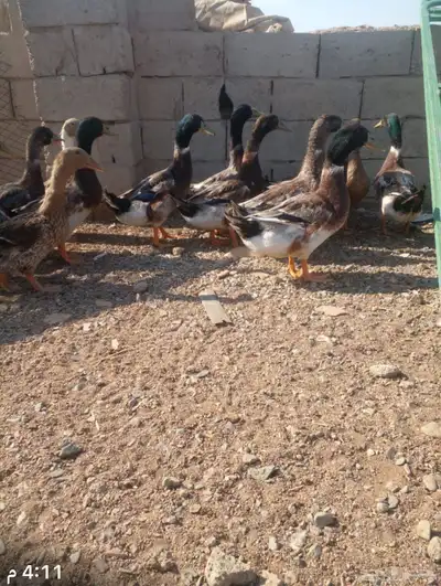 بط خضاري 0