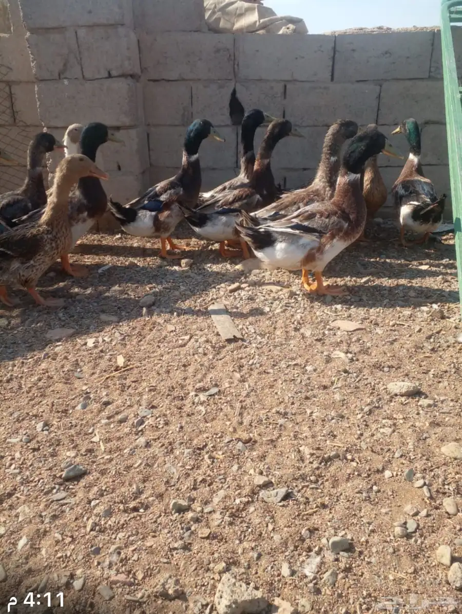 بط خضاري 0