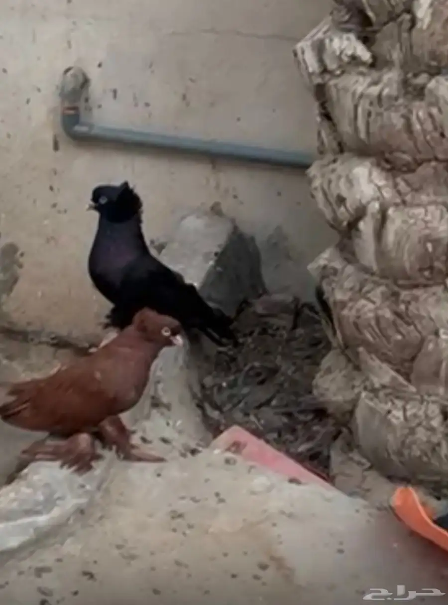حمام عراقي للبيع 2