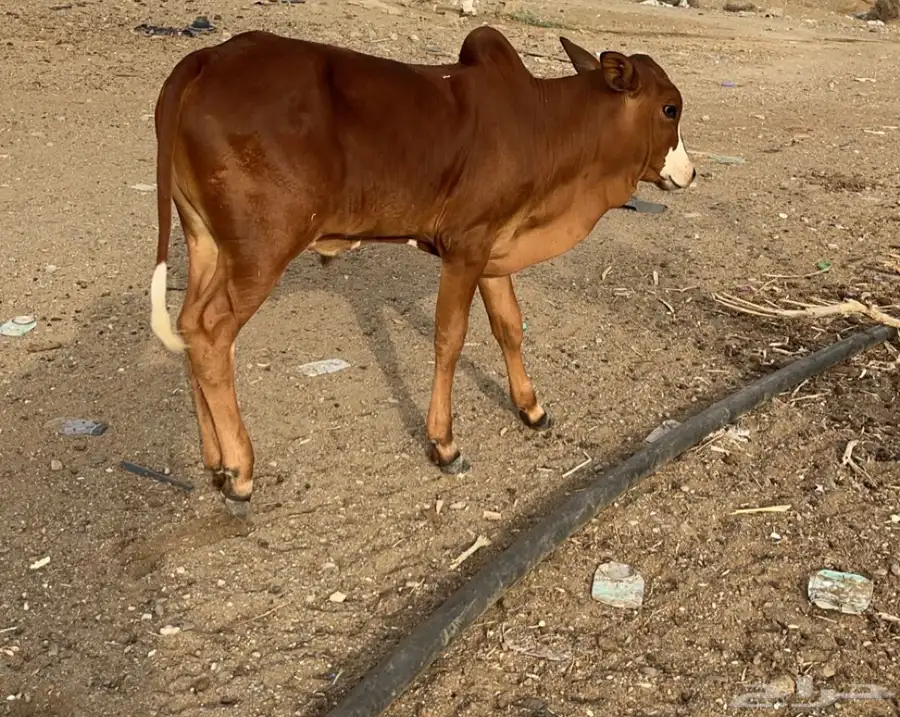 عجل لباني 3