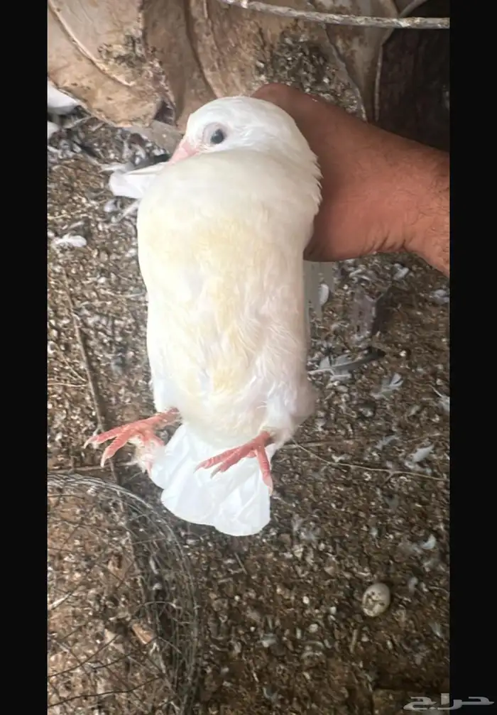 فروخ زغاليل حمام فرنسي وزاجل 26 الجوز 1