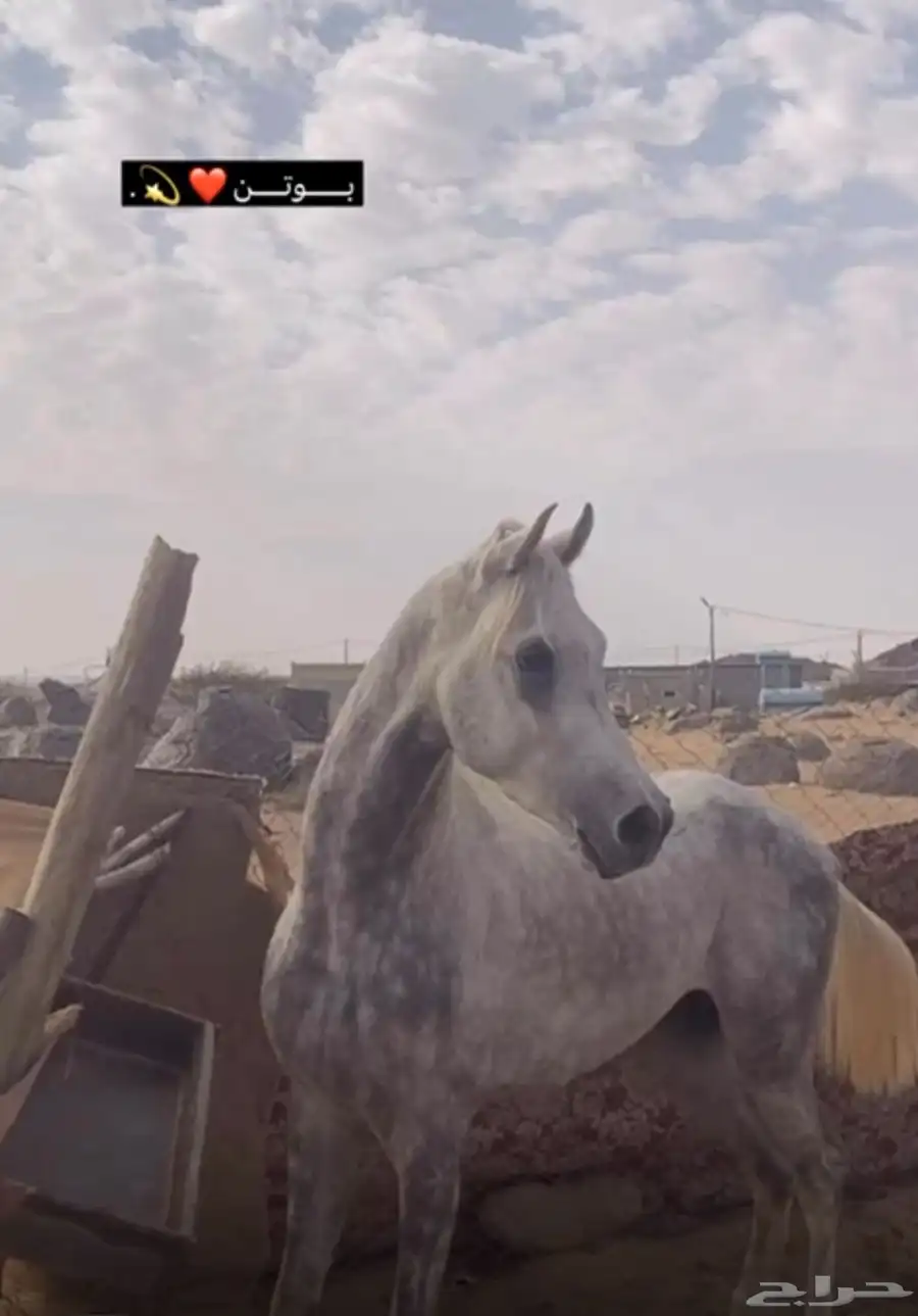خيل 0