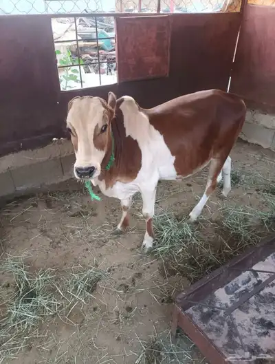 حسيل للبيع العمر 9 كفو 0
