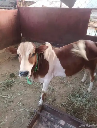 حسيل للبيع العمر 9 كفو 1