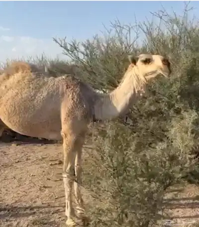 الفحل و انتاجه للبيع ساس الفحل على ابل بن دهيمان السبيعي 3