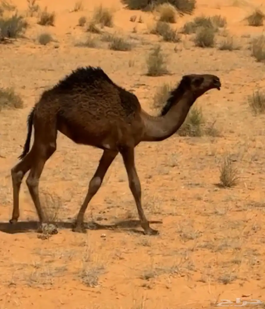 بكار صفر 1