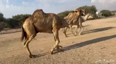 الفحل و انتاجه للبيع ساس الفحل على ابل بن دهيمان السبيعي 2