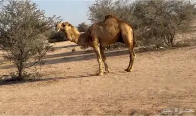 الفحل و انتاجه للبيع ساس الفحل على ابل بن دهيمان السبيعي 0