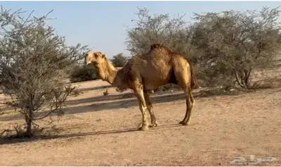 الفحل و انتاجه للبيع ساس الفحل على ابل بن دهيمان السبيعي 1