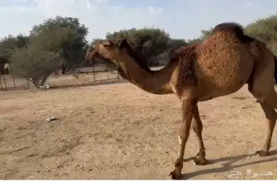 الفحل و انتاجه للبيع ساس الفحل على ابل بن دهيمان السبيعي 6