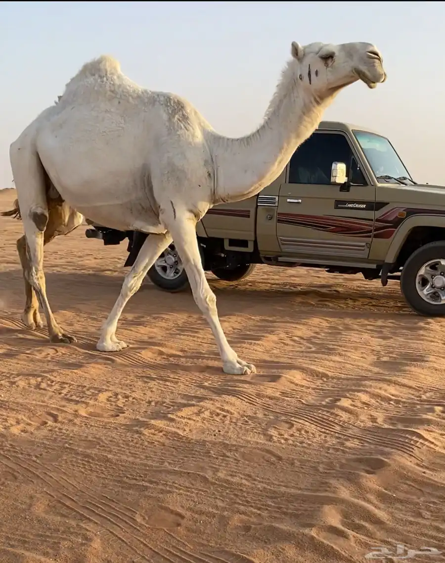 للبيع لقحه وضحا 0