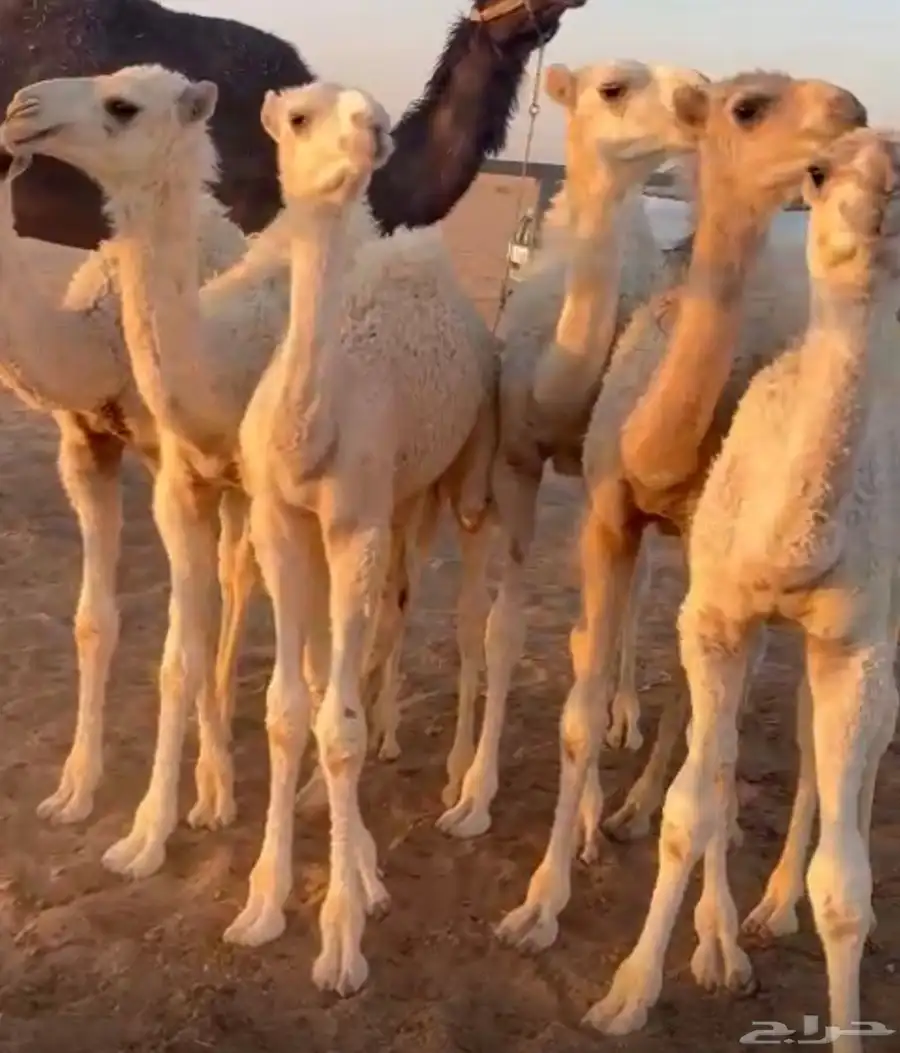 قعدان حشو طيبات على الحليب 2