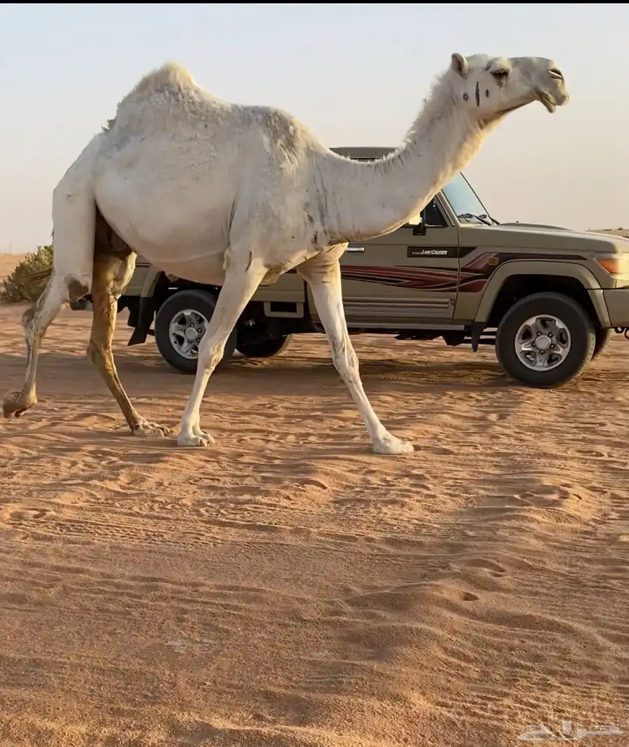 للبيع لقحه وضحا 1