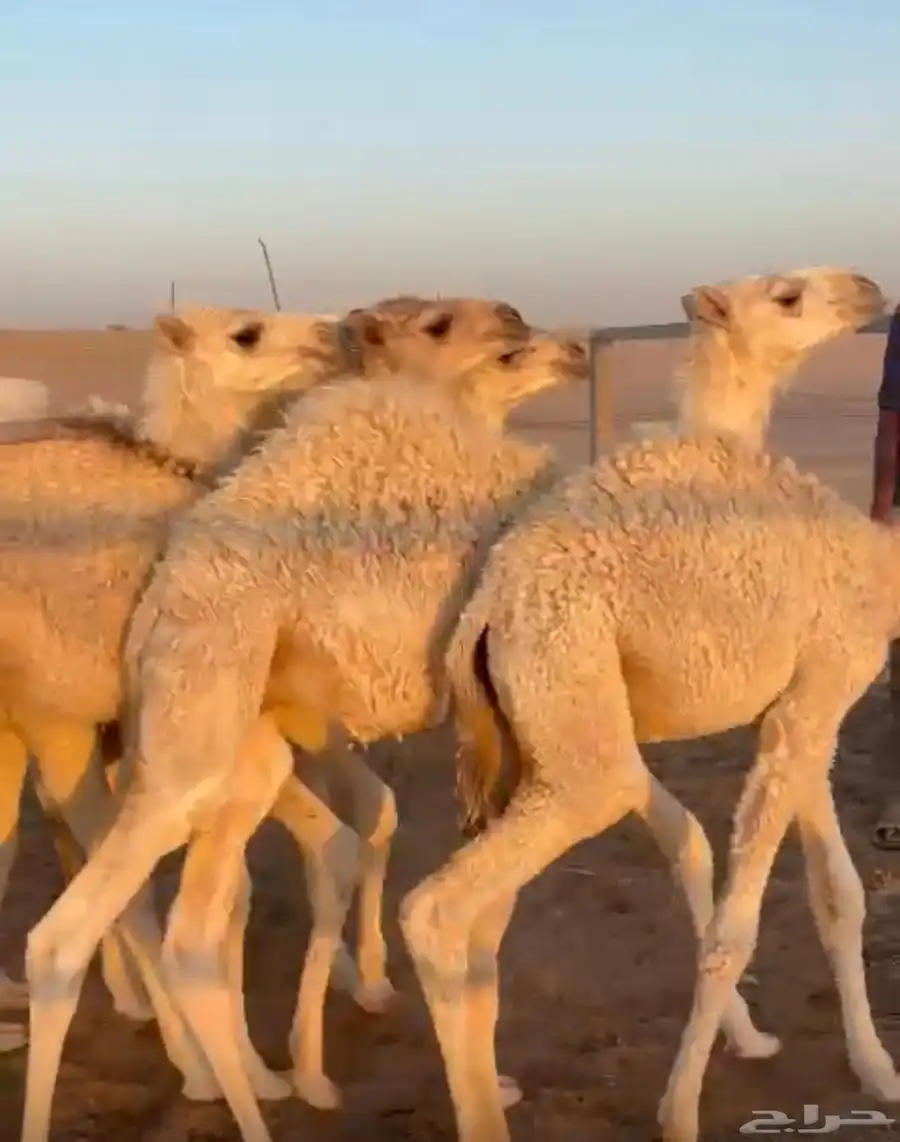 قعدان حشو طيبات على الحليب 0