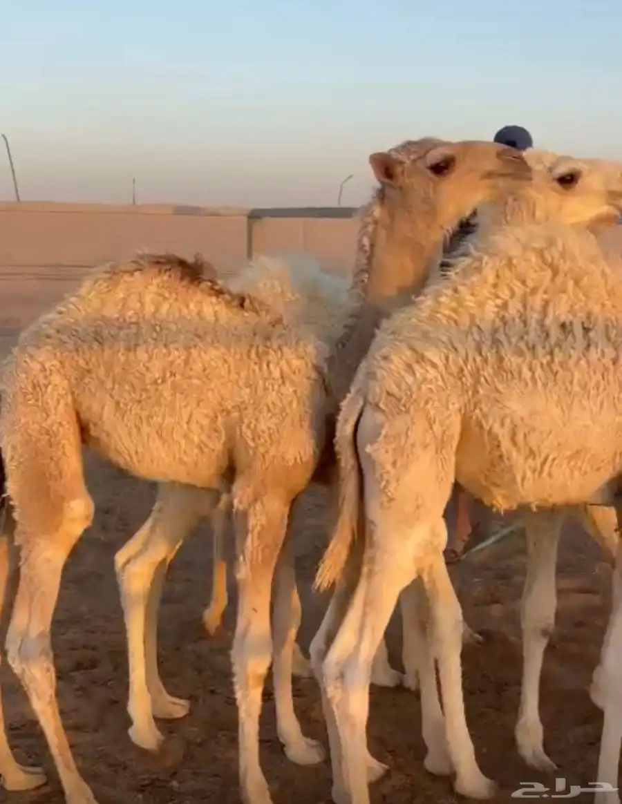 قعدان حشو طيبات على الحليب 1