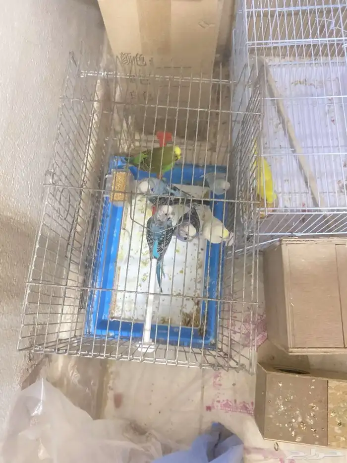 سلام عليكم 6طبات بداجي الصحه شرط اقبل بدل بشي مناسب 6