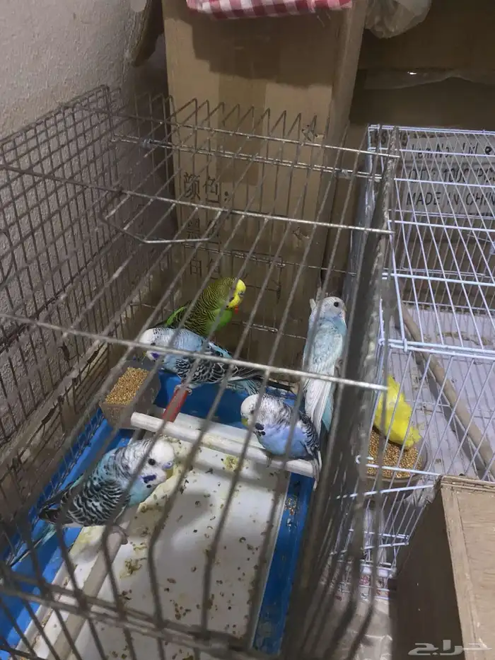 سلام عليكم 6طبات بداجي الصحه شرط اقبل بدل بشي مناسب 4
