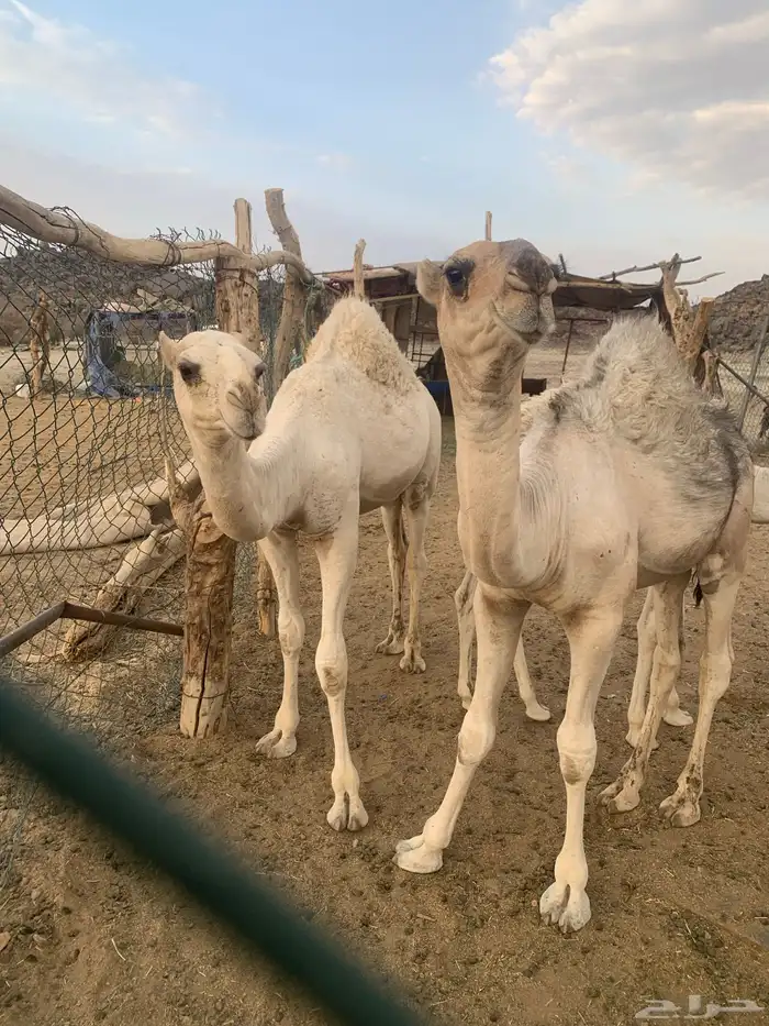 قعود كفو مواريه طيبه وهو حوار عمره شهرين ونص 4