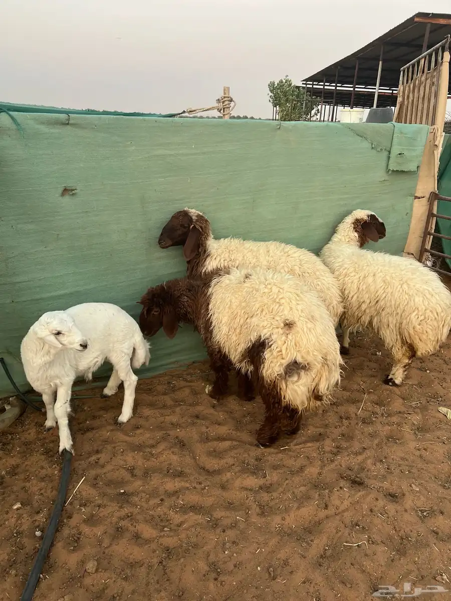 جذعات جبرة ذبح ولا مقنوي 3