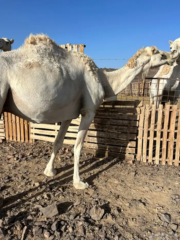 لقحه وضحاء طيبه ب 6500 تم البيع 4
