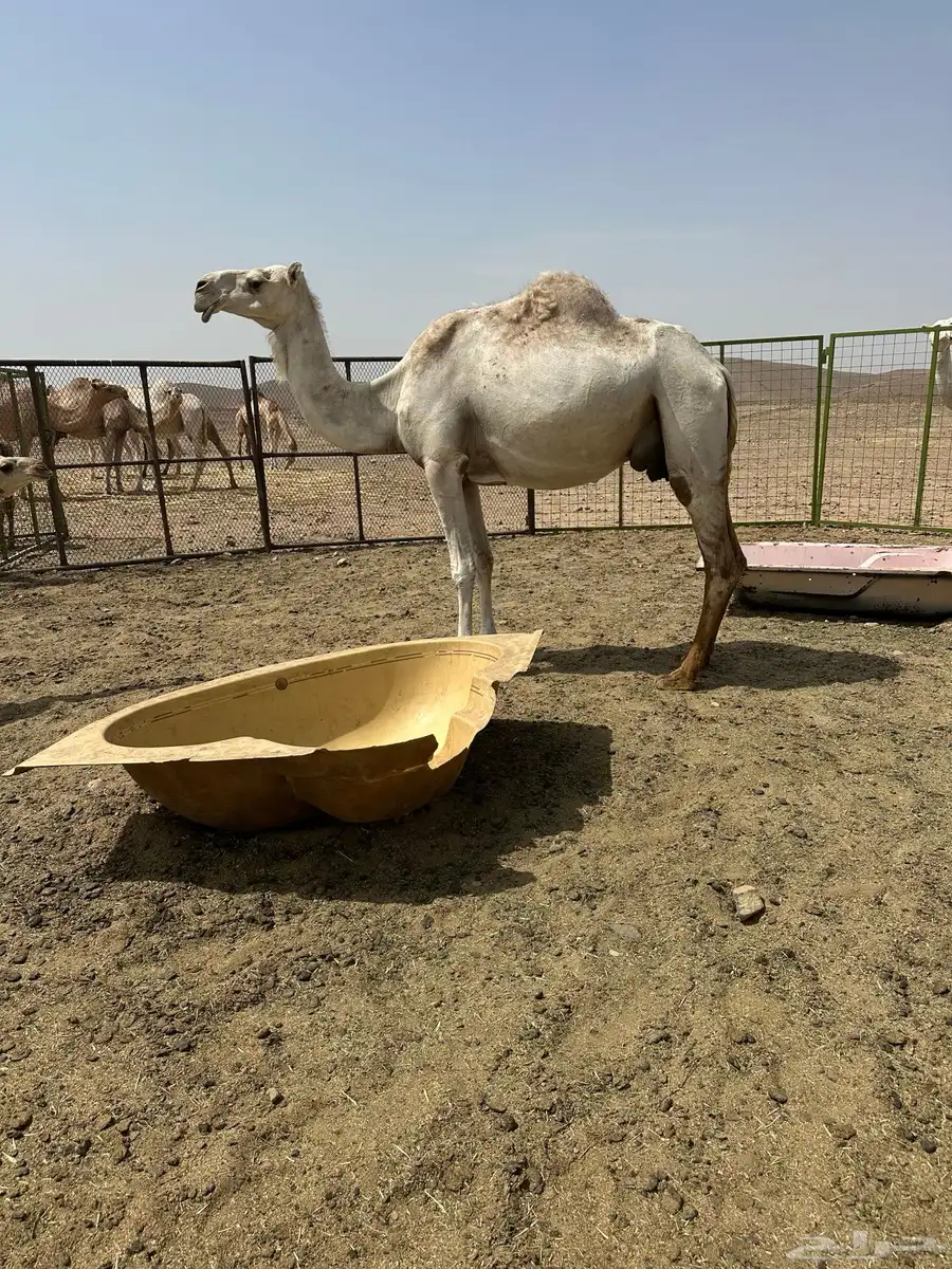 ناقه خلفه عفراء تحتها قعود 0