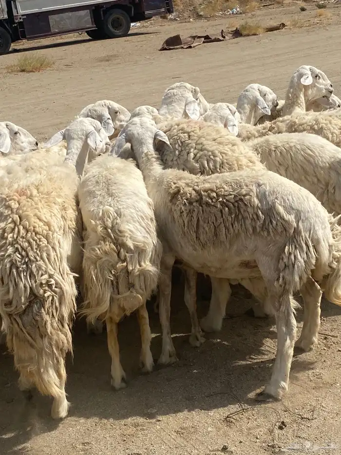 غنم دفيع مراح واحذ 2