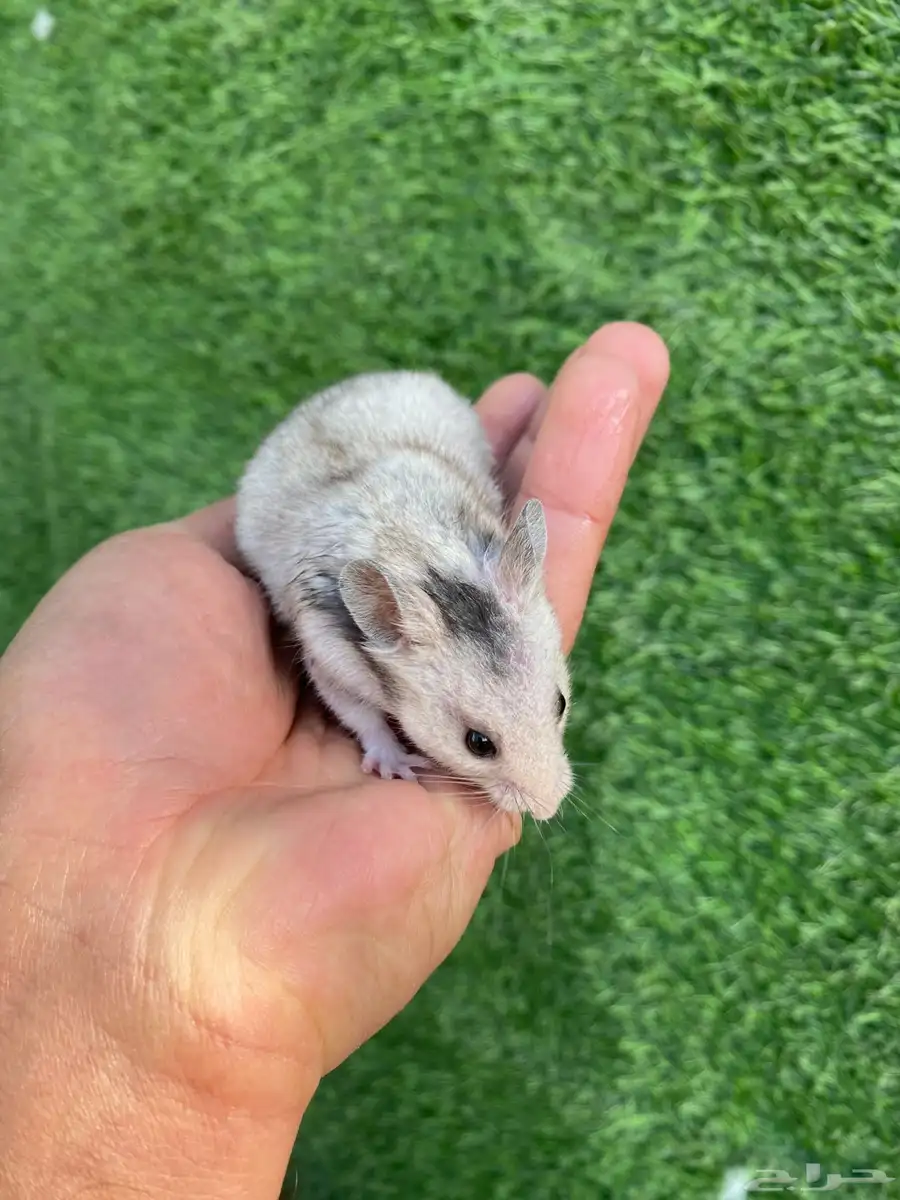 هامسترات 7
