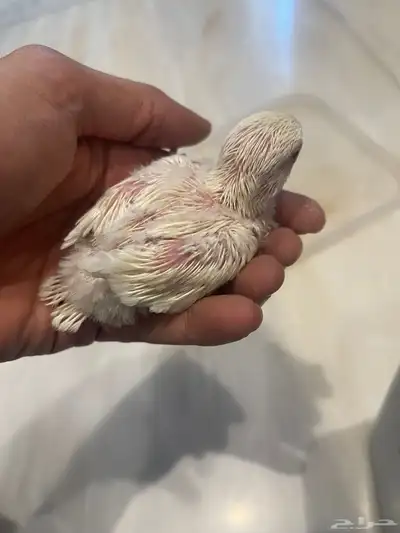 فروخ روز 2