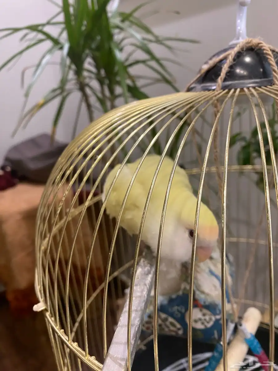 ببغاء روز اصفر ذكر 2