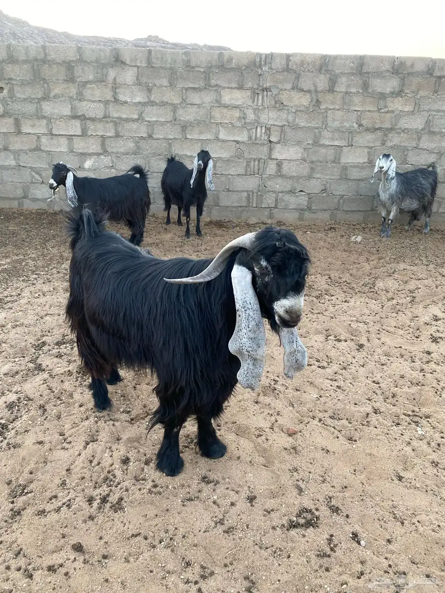 معزا عوارض للبيع العدد 4 3
