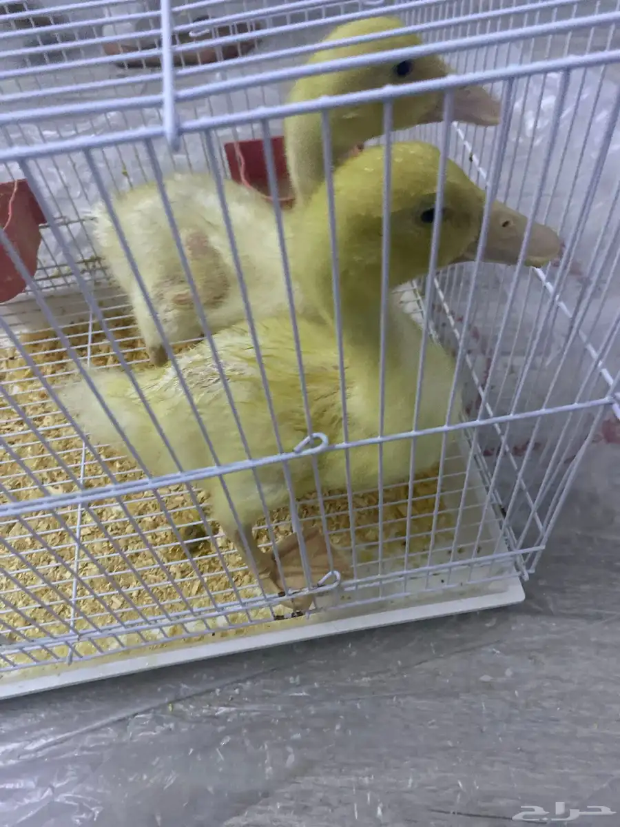 بطتين للبيع مع كامل اغراضهم 3