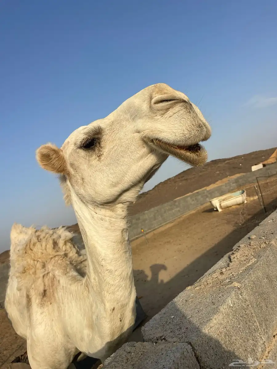 نياق للبيع 9