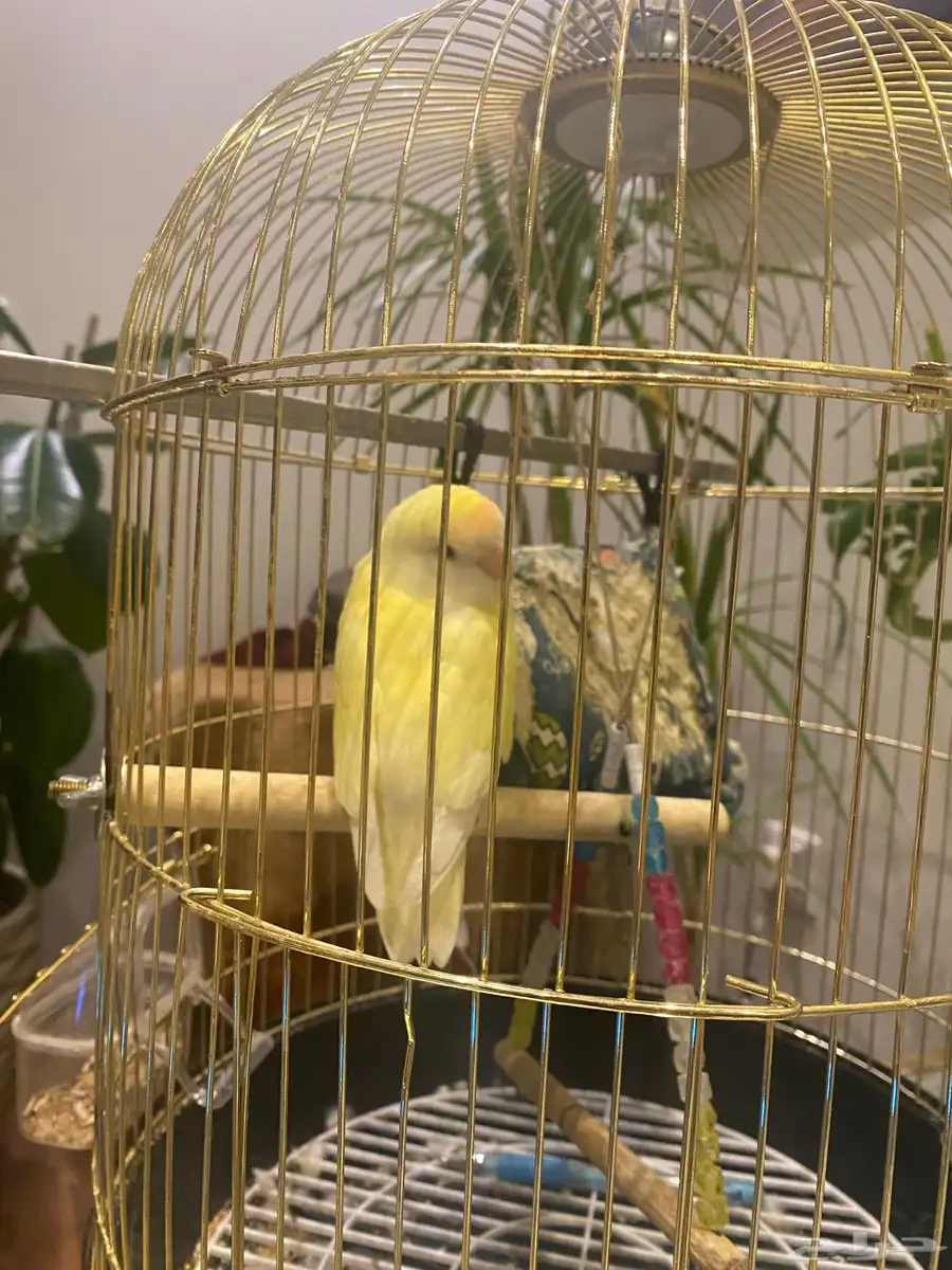 ببغاء روز اصفر ذكر 0